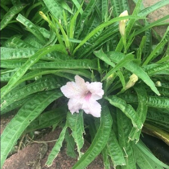 Bundle of 4 - random color - Dwarf Mexican Petunia live plants. - Picture 5 of 7